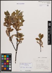 Salix bicolor subsp. bicolor Ehrh. ex Willd.